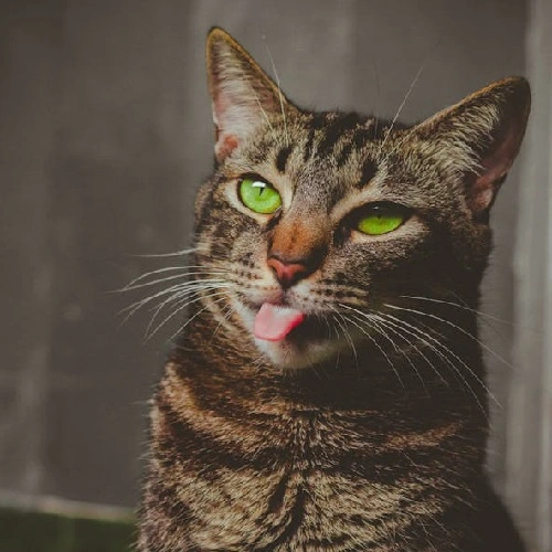 Category: Animals