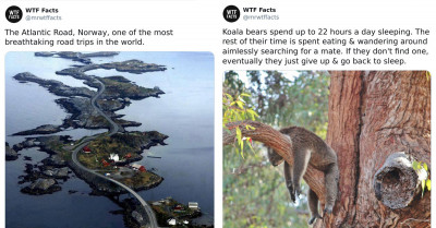 50 Times This Viral Twitter Account Shared Unbelievable and Incredibly Fascinating True Facts