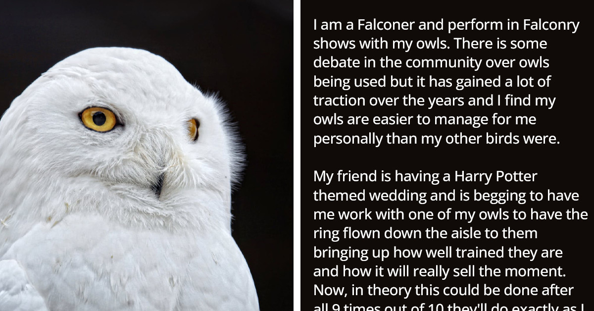 Falconer Turns Down A Bridezilla Who Wants Him To Train One Of His Owls To Be The Ring Bearer In Her Harry Potter-Themed Wedding