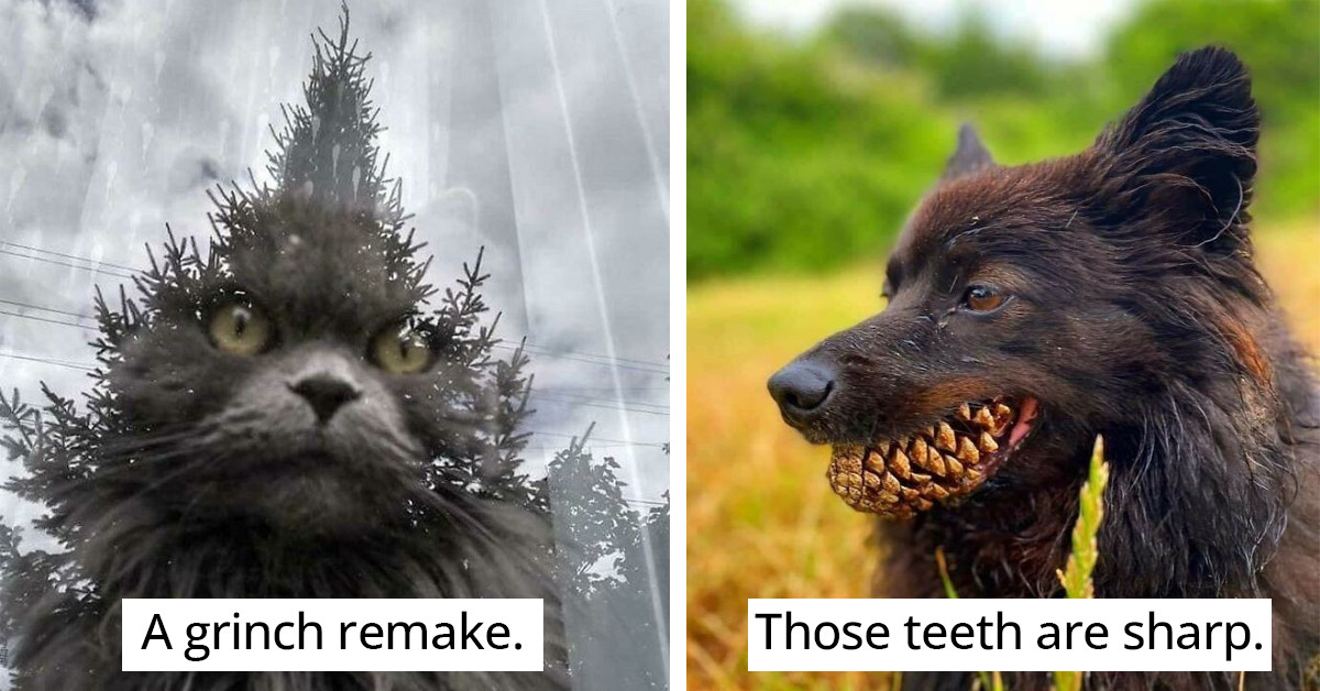 50 Confusing Pictures That You Would Have To Look At Twice In Order To Understand What Is Going On