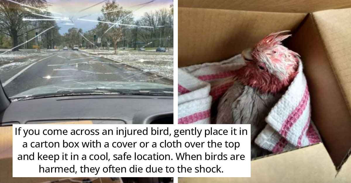 Heavy Storm In Australia Injured Native Birds And Volunteers Ventured Out To Save Them