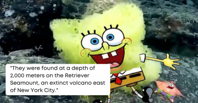 Biologist Spotted Real-Life SpongeBob and Patrick in the Sea Bed and Shared Pictures for Their Fans