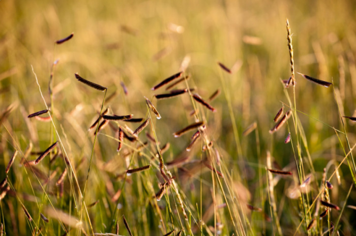 The Blue Grama grass (Bouteloua gracilis) is typically cultivated as it adds beauty to floral arrangements.
