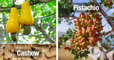 Here's How Some Food You Consume Every Single Day Looks Before It's Harvested