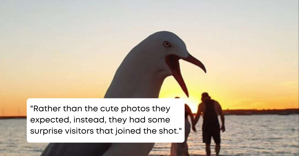 This Couple's Cute Moment Was Photobombed By A Seagull And It Turned Into A Funny Moment Instead