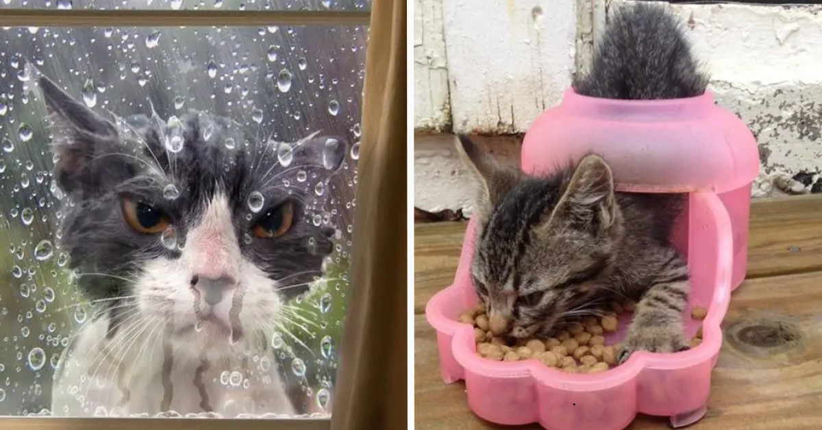 10+ Photos Of Cats That Know They Messed Up