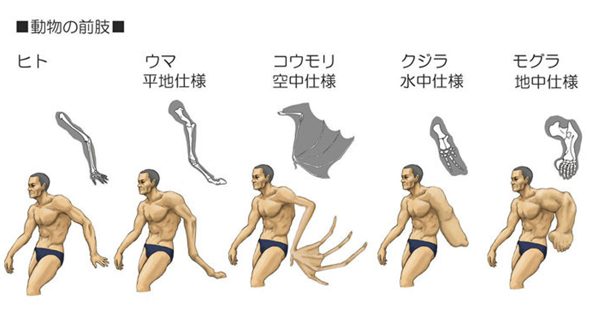 Japanese Artist Illustrates 14 Drawings Of Humans With Animal-Like Bone Structure