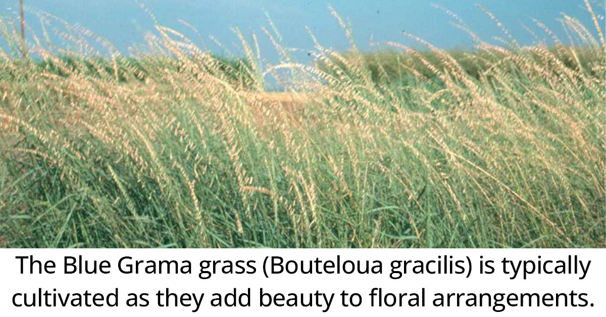 Introducing The Grama Grasses, Which Are Known For Their Pretty Spikelets