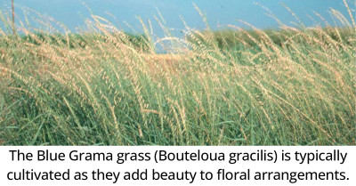 Introducing The Grama Grasses, Which Are Known For Their Pretty Spikelets