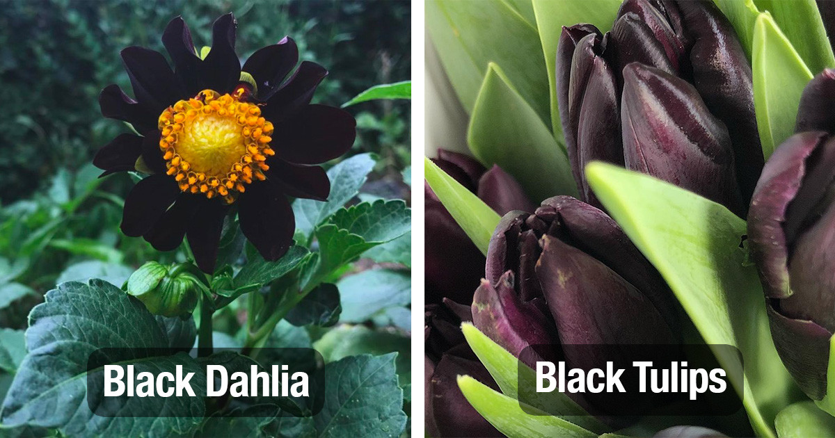 Kat Von D's Garden Full Of Black Flowers Is What All Your Goth Dreams Are Made Of