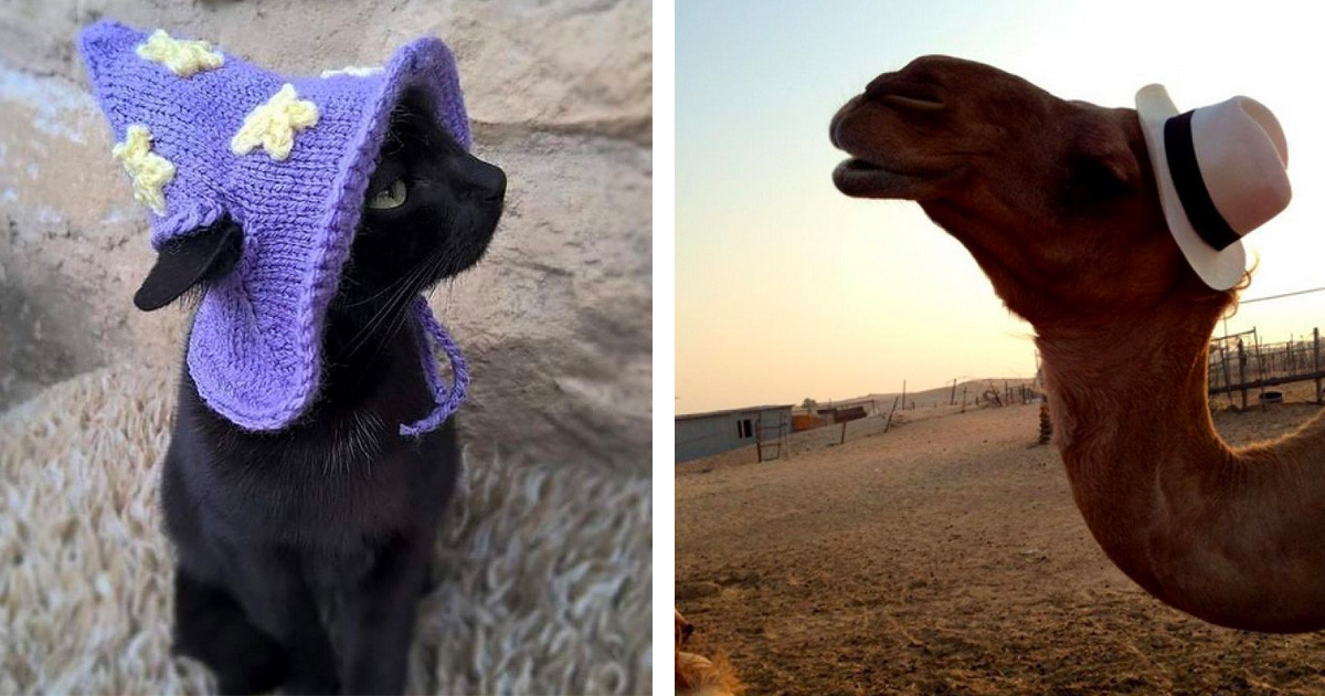 Cute Photos Of Animals In Hats Make Us Wonder If Animals Look Better In Hats Than Humans