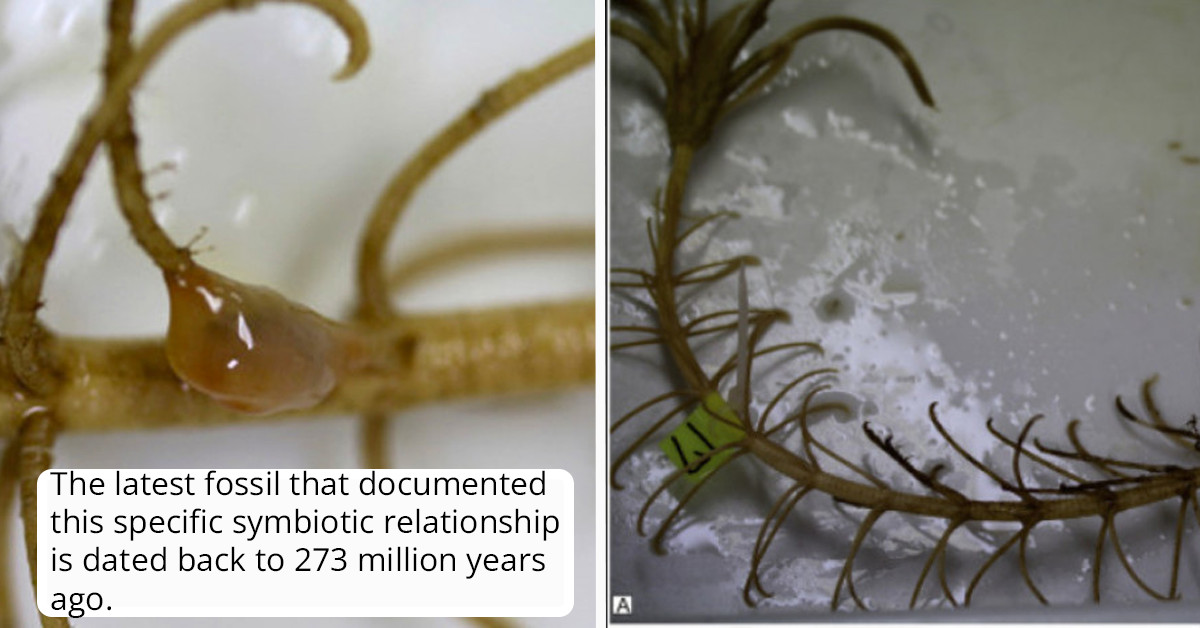 'Living Fossil' Rediscovered Off The Coast Of Japan