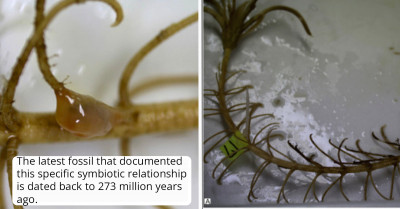 'Living Fossil' Rediscovered Off The Coast Of Japan
