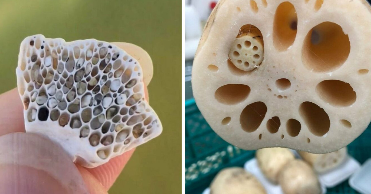 30 Pics That Creep People With Trypophobia Out