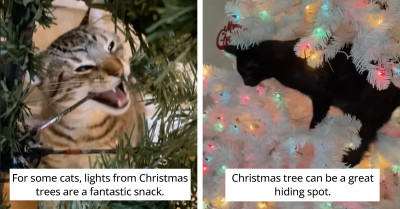 Tiktokers Are Sharing Creative Ways How To Cat-Proof Your Christmas Tree