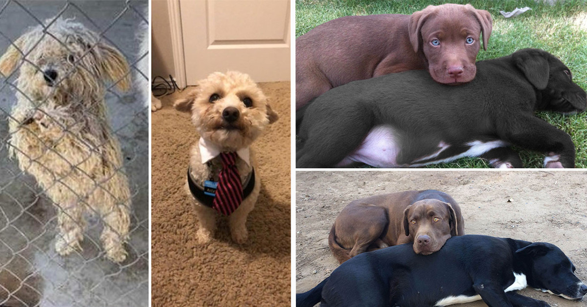 50 Interesting Comparison Images to Give You a New Perspective on Things You May Have Never Seen Compared