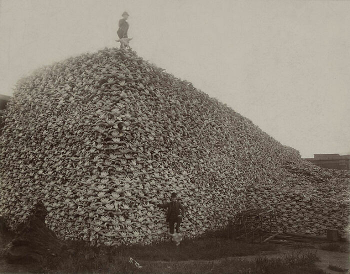 2. "If You Ever Wondered How The American Buffalo Could Go From 30,000,000 To 300 In 50 Years, Pictures Like This May Give Some Idea (Buffalo Skulls)"