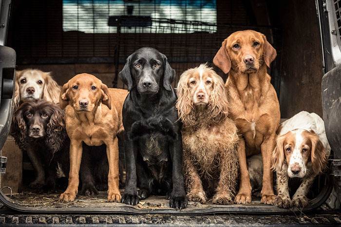 Tracy Kidd, UK, 1st place winner of Dogs at Work category.