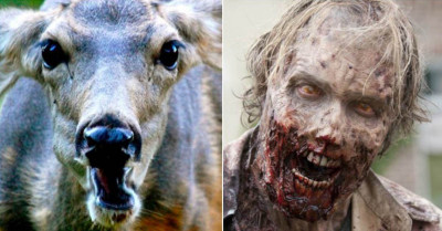 Scientists Warn The Zombie Apocalypse May Be In Our Near Future Thanks To This 'Zombie Disease'