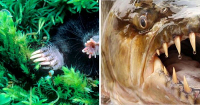 These 15 Animals Really Should Not Exist On Earth