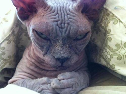 14. This is the cat version of a brain