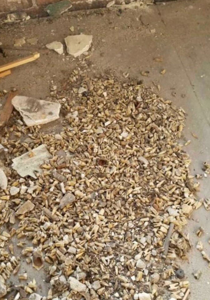 22. "Human Teeth Found In The Wall Of A Building Formerly Used By A Dentist In The Early 1900s"