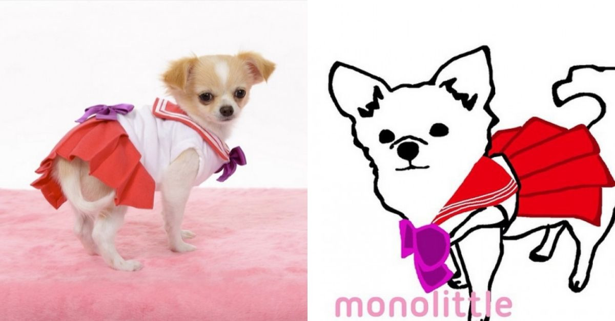 These Adorable Chihuahuas Did The Cutest Sailor Moon Cosplay
