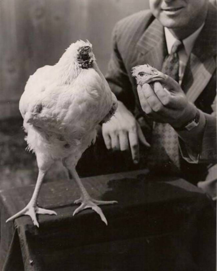 14. Mike, The Headless Chicken