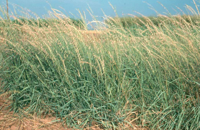 This species is called the Bouteloua curtipendula, commonly known as sideoats grass.