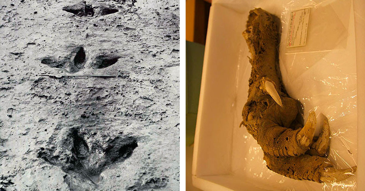 A Rare Find Of A Claw From An Animal That Went Extinct 700 Years Ago Sparked An Online Debate About If 2020 Is The Right Year To Try Cloning It