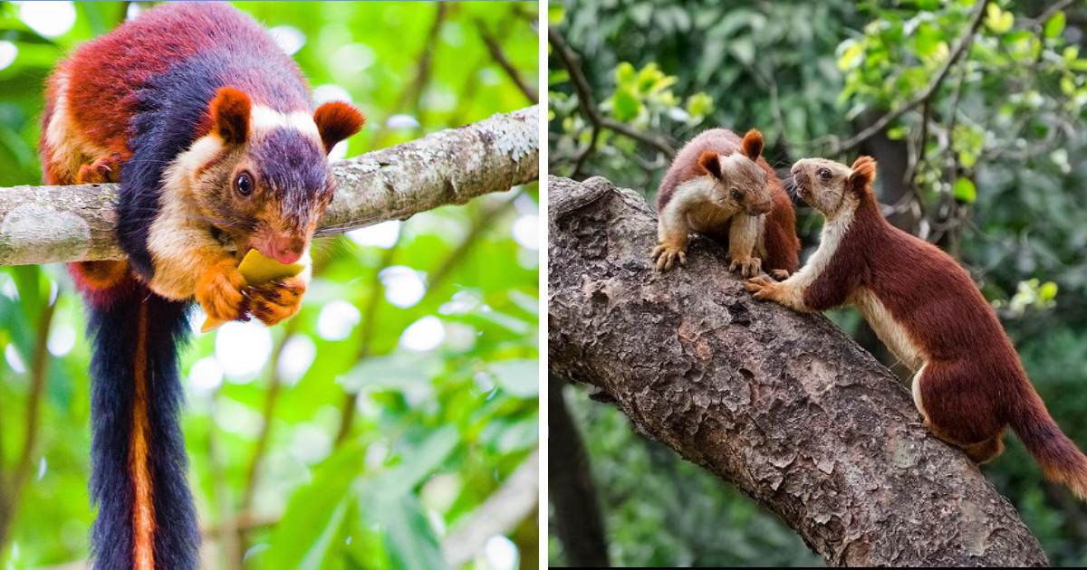 These Rainbow Colored Squirrels In India Are Catching Everyone's Attention