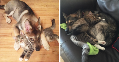 Husky Picks Out A Kitten To Take Home From Shelter, And They Are Inseparable