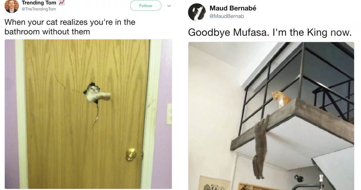 Hysterical Pet Memes That Will Make You Laugh Uncontrollably 