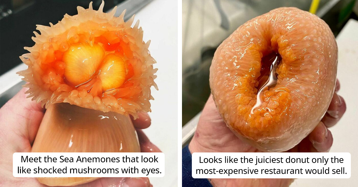 Russian Fisherman Posts 30 Pictures Of Terrifying Deep-Sea Creatures That'll Haunt Your Memories For A Long Time