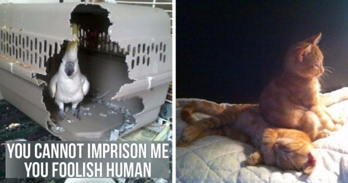 15 Hilarious Pictures Of Pets Being Jerks