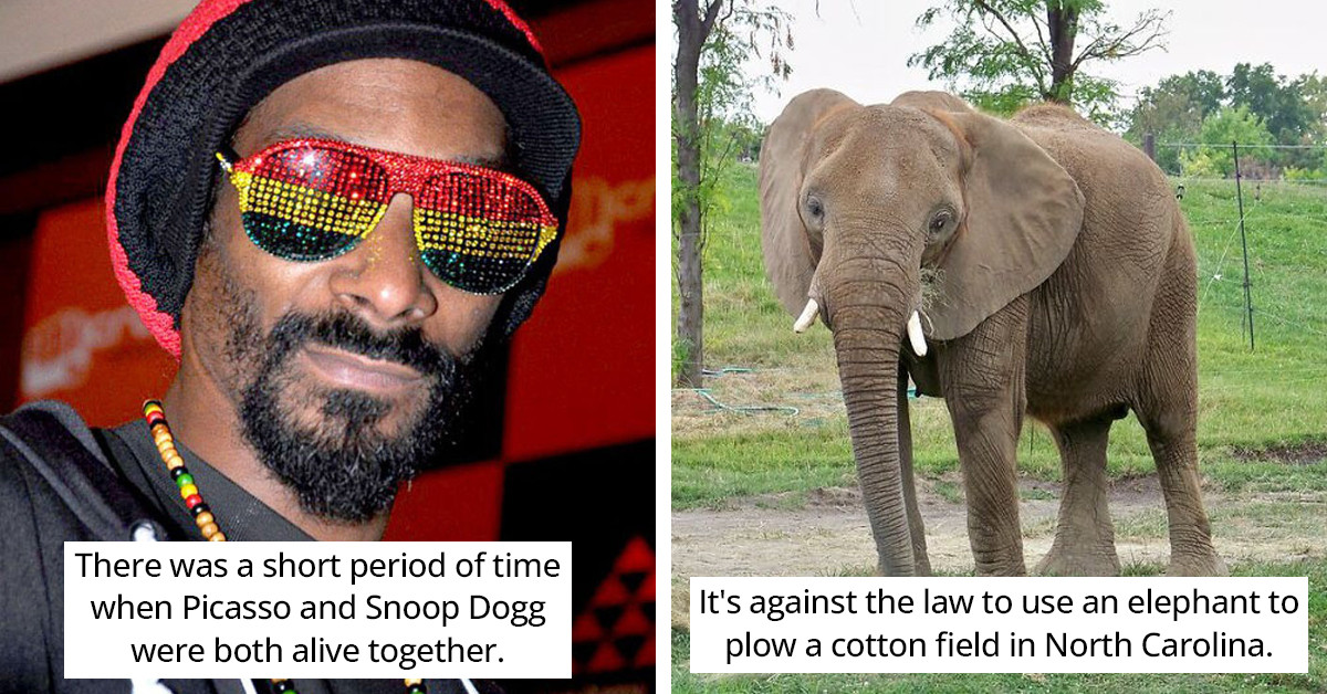 Random "Facts That Everyone Should Know" Will Make You The Star Of Odd Trivia