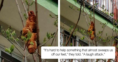 Frantic Caller Informed The Rescuers About A Strange Unidentifiable Animal Stuck High Up In The Tree