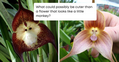 These Rare Orchids Look Like Mini Monkey Faces When They Flower