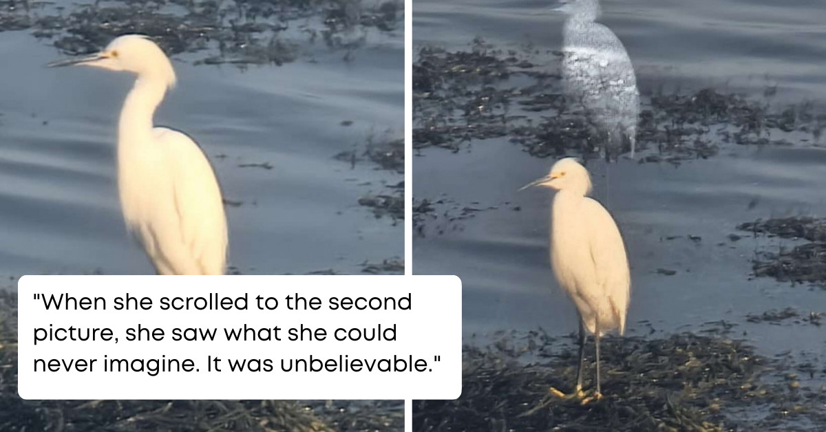 Spooky Picture Of A Snowy Egret With A 'Ghost' Accidentally Captured By A Woman Photographer