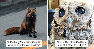 50 Animals and Objects with Color Patterns So Unusual They Will Make You See an Eye Doctor