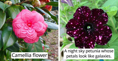 50 Geometrical Symmetries of Nature That Are So Satisfying to See and Will Certainly Grab Your Attention