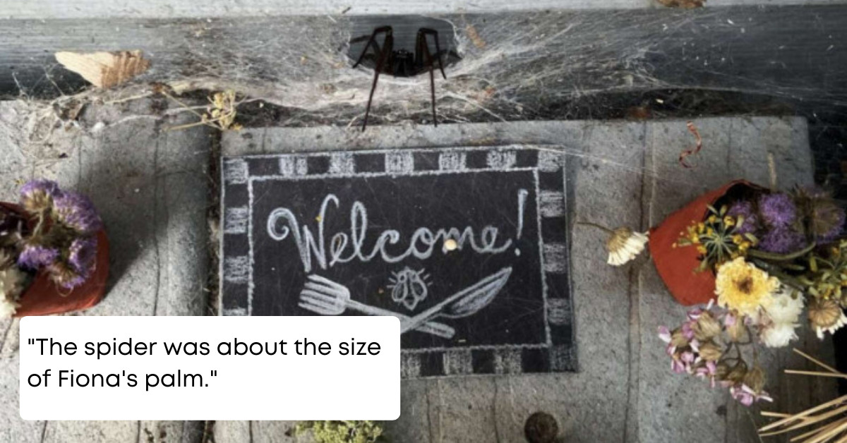 This Woman Gave Her Resident Spider's House An Epic Makeover