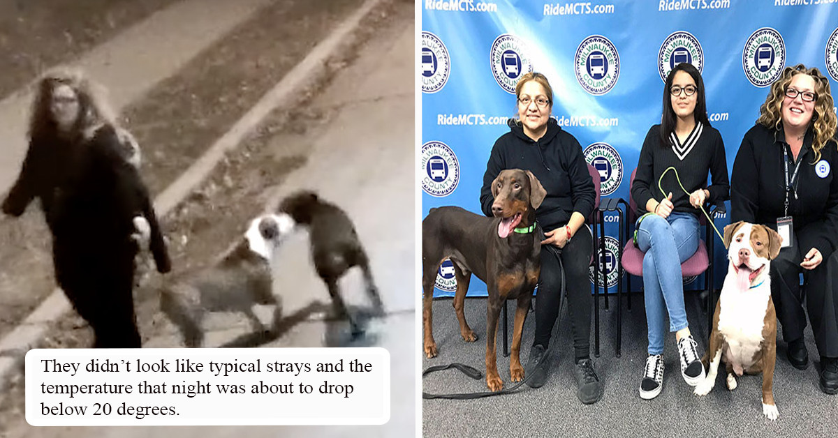 Milwaukee Bus Driver Goes Beyond Her Duty To Reunite Two Dogs With Their Family Just In Time For The Holidays