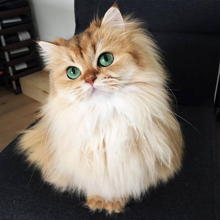 it's beautiful cat