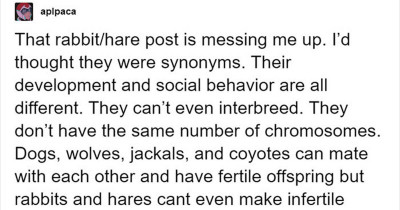 The Internet Is Overwhelmed With Pictures Showing Animals That Look Alike But Are Completely Genetically Incompatible