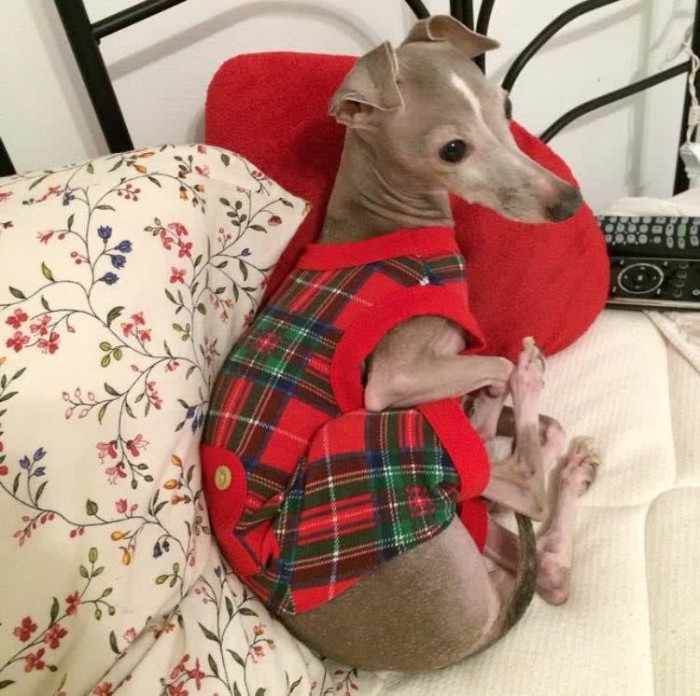 Rescue dog Harley frolicking in snowy yard, waiting for Santa on Christmas.