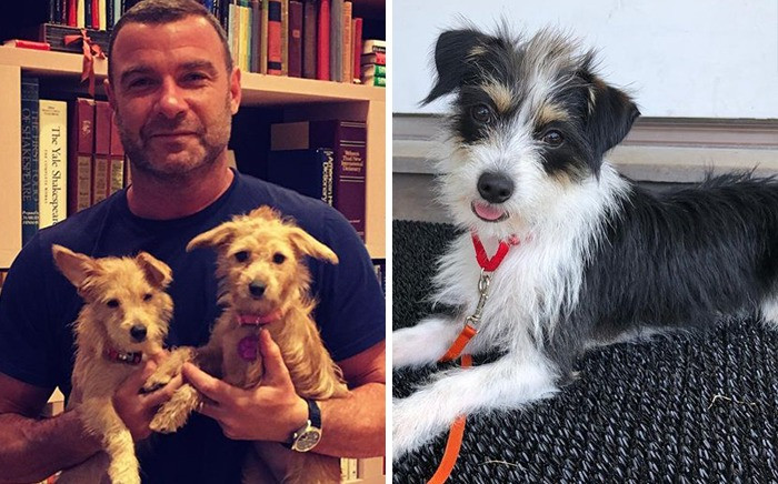 2. Liev Schreiber & Woody, Willow And Scout