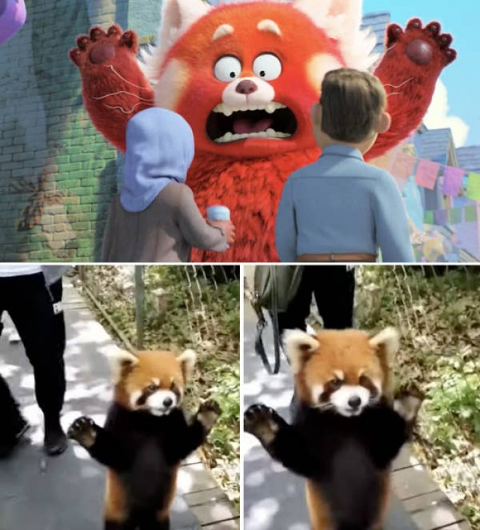 27. When Red Panda Mei is startled, she puts her hands in the air.