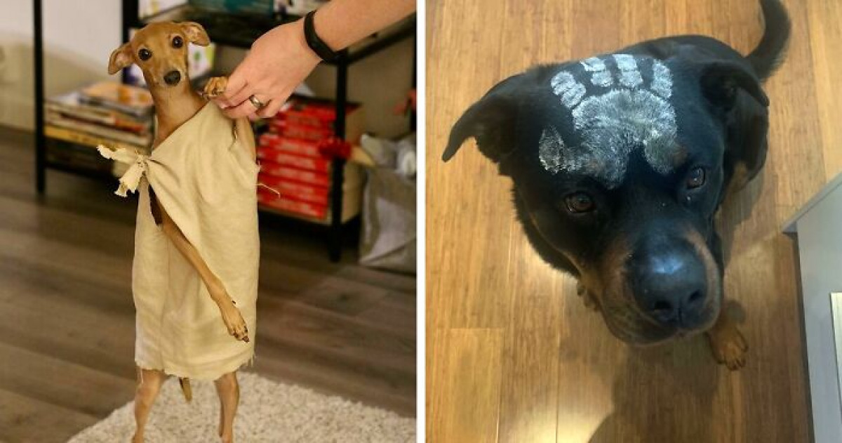 40 Pets With Awesome Halloween Costumes