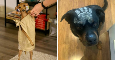 40 Pets With Awesome Halloween Costumes